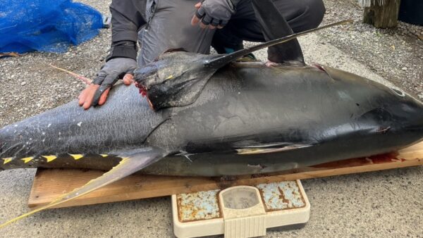 ［釣果］キハダマグロ54kg！オーストラリアから式根島に来た甲斐がありました！