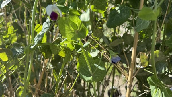 4月のひだぶん畑はえんどう豆が主役