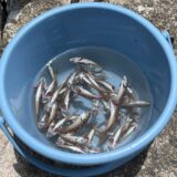 大人も子どもも楽しむ初夏の桟橋の風物詩「ムツっ子釣り」