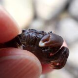 ヒライソガニ｜生物図鑑