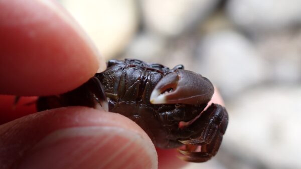 ヒライソガニ｜生物図鑑