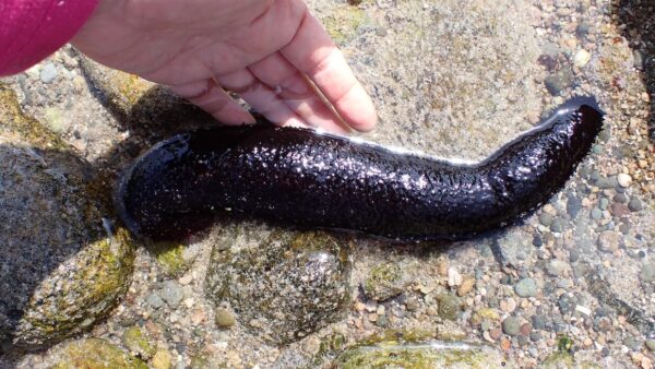 ニセクロナマコ｜生物図鑑