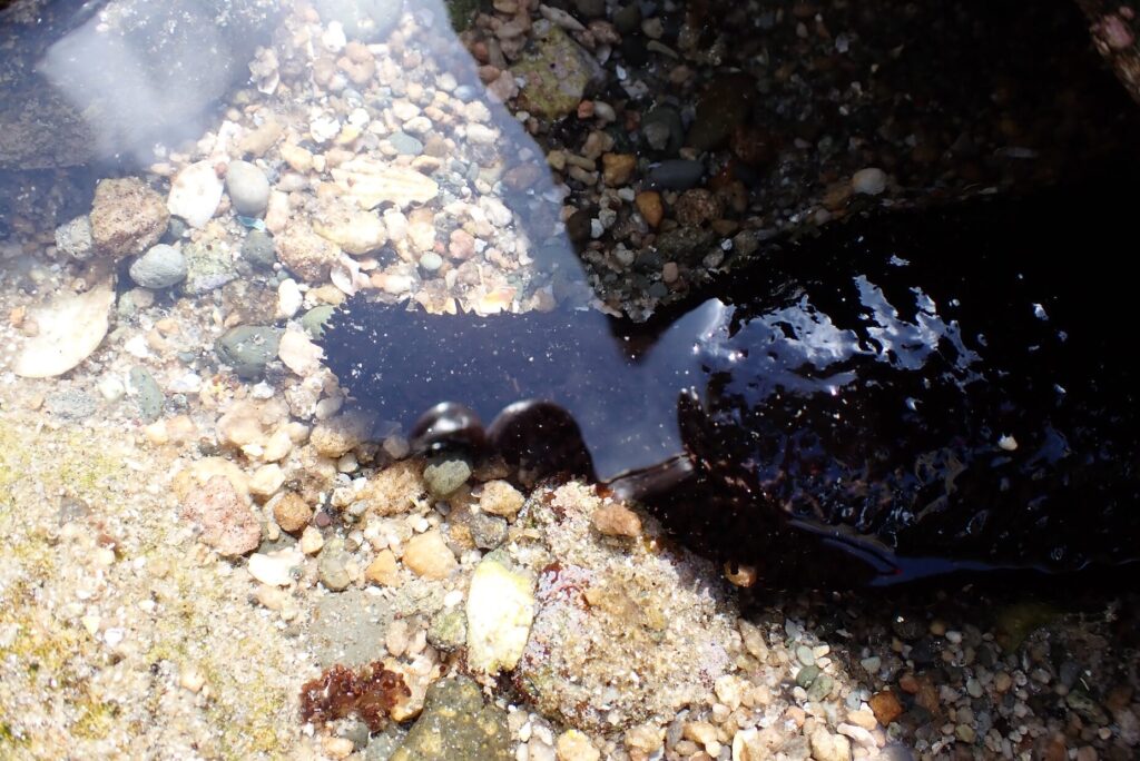 ニセクロナマコ｜式根島の生物図鑑 | 式根島マガジン｜東京の離島