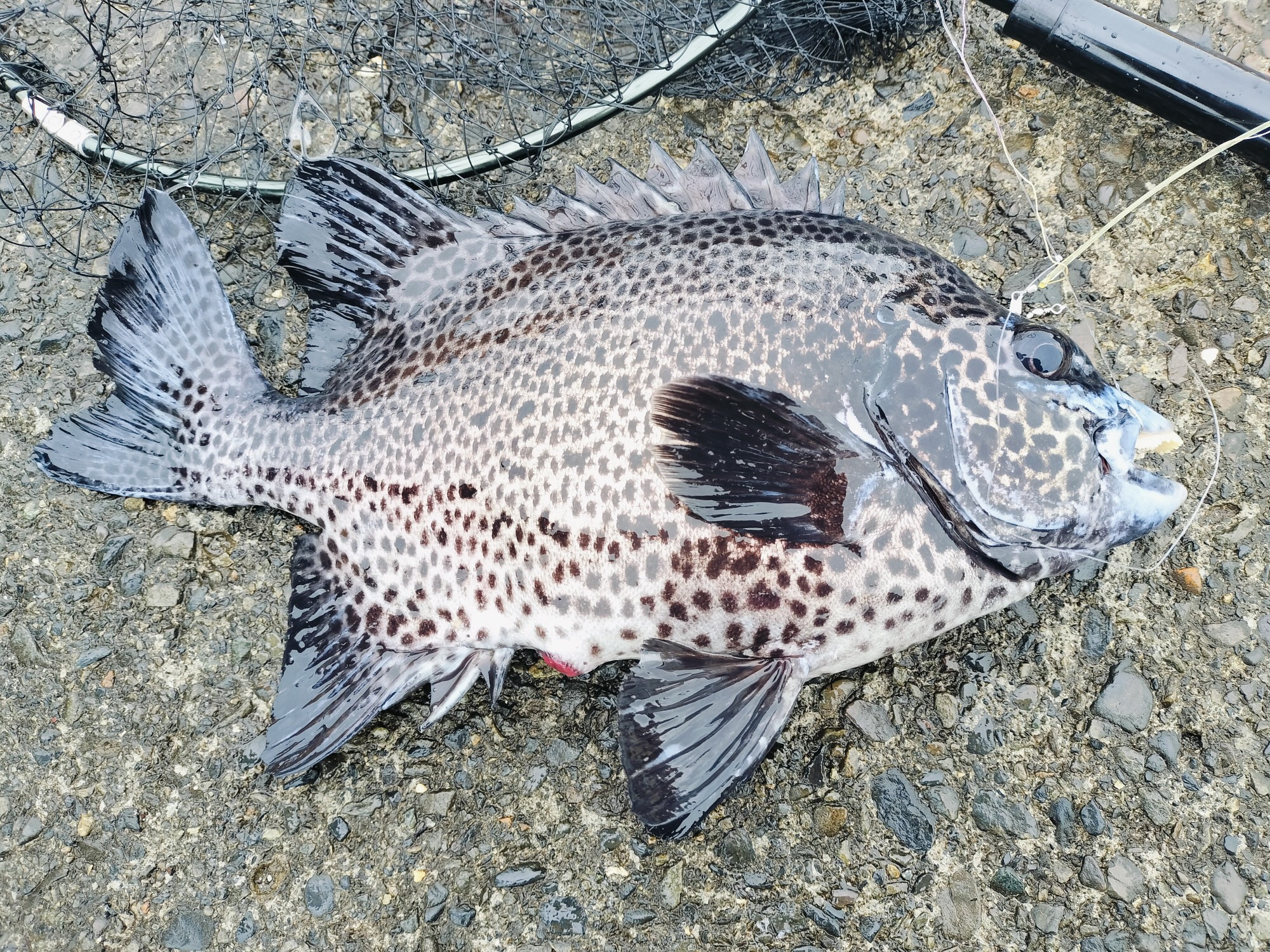 GW式根島釣果］母娘旅行～イシガキダイ40cmが釣れました！ | 式根島