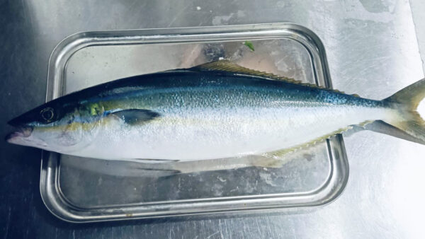 ［式根島の釣果］朝マヅメのカゴ釣りでツムブリ50㎝！