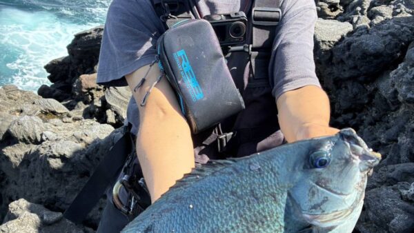【式根島釣果】磯に出撃して白子パンパンのイサキにメジナ45㎝をGET!