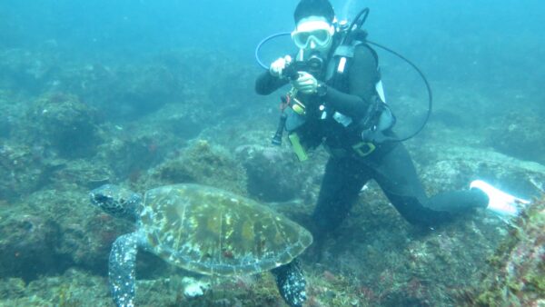 6月の式根島海中温泉ダイビング!CO2シープにウミガメ!カンパチ!イサキ大群!ウミウシなど