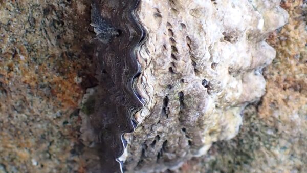 オハグロガキ|生物図鑑