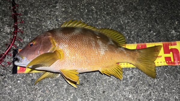 ［式根島の釣果］本命フエダイを夜釣り2日で４匹キャッチ！サイズUPに成功