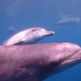 ［式根島ダイビング］ドルフィンスイム！イルカと泳げる式根島
