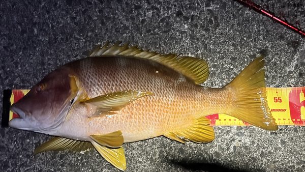 ［式根島の釣果］究極の美味！待望のフエダイ54㎝3.27㎏！自己記録を大幅更新