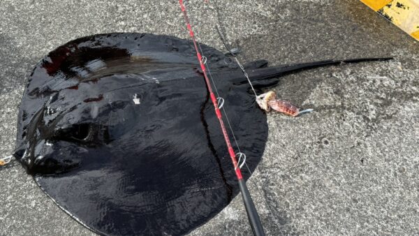 ［式根島釣果］大物ゲッターアングラー！憧れのマダラエイを求めて！