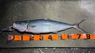 ［式根島］助っ人バイトたろう君の素敵釣果その2！磯で大きなツムブリ！