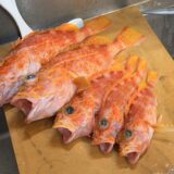 ［式根島釣果］ヒデ君夏休み最後の釣りはアヤメカサゴでフィニッシュ！