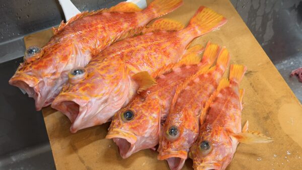 ［式根島釣果］ヒデ君夏休み最後の釣りはアヤメカサゴでフィニッシュ！
