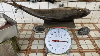 ［式根島］助っ人バイトたろう君の素敵釣果！磯からでっカンパチ3.9㎏！極上イシガキダイ！