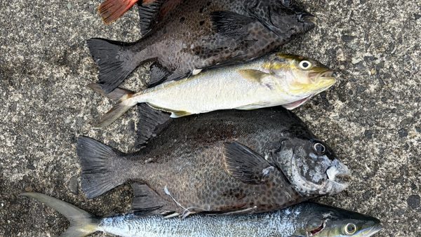 常連モリ突き師が秋の式根島でイシガキダイ（口白）アカハタ、カンパチ、ツムブリGET！