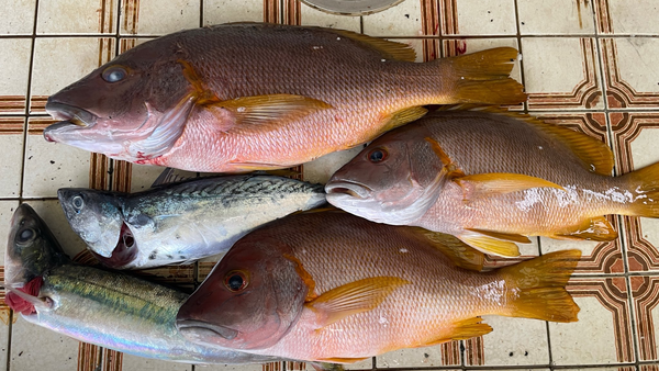 ［式根島の釣果］初来島でフエダイ3匹～最大42㎝！珍種・サメハダテナガダコやスマなど