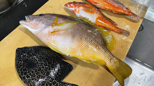［式根島の釣果］11か月ぶりに再会したフエダイ37㎝とBIGなお騒がせオジサンの巻