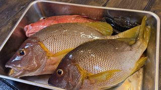 ［式根島の釣果］女性釣り師がフエダイ3枚（42㎝・41㎝・37㎝）キャッチ！