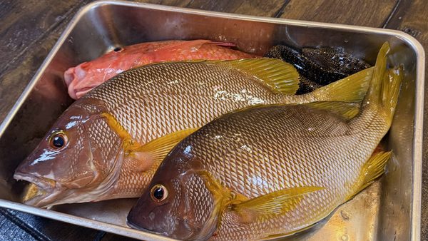 ［式根島の釣果］女性釣り師がフエダイ3枚（42㎝・41㎝・37㎝）キャッチ！