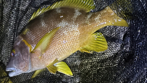 ［式根島釣果］女性釣り師がまたまた超高級魚フエダイを2枚（43㎝・45㎝）キャッチ！絶品「白星笛鯛清蒸」に！