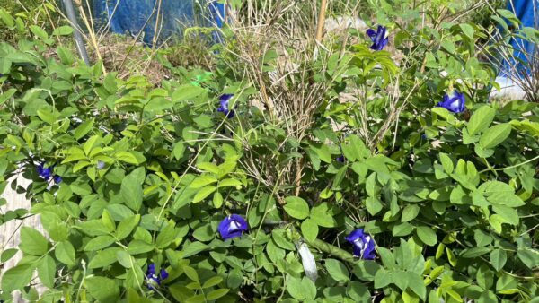 式根島初？農産加工物用バタフライピーとレモングラスの収穫